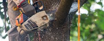 Trusted Duncan, SC Tree Care Services Experts