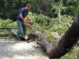 Best Tree Trimming and Pruning  in Duncan, SC