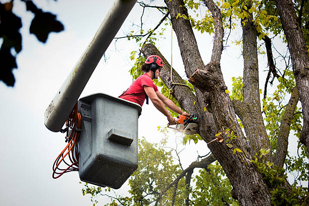 Best Tree Health Inspection  in Duncan, SC